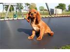 Cavalier King Charles Spaniel Puppy for sale in Battle Creek, MI, USA