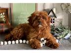 Cavapoo Puppy for sale in South Bend, IN, USA