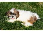 Shih Tzu Puppy for sale in Kirksville, MO, USA