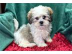 Lhasa Apso Puppy for sale in Springfield, MO, USA