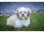 Shih Tzu Puppy for sale in South Bend, IN, USA