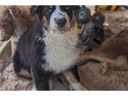 Australian Shepherd Puppy for sale in Fayetteville, AR, USA