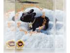 English Bulldog PUPPY FOR SALE ADN-759918 - KING AKC FRENCH BULLDOG BRINDLE WITH