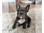 French Bulldog PUPPY FOR SALE ADN-759762 - Baby French Bull dogs