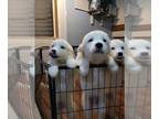 Great Pyrenees PUPPY FOR SALE ADN-759951 - Male Pyrenees puppy 8w 21424