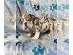 English Bulldog PUPPY FOR SALE ADN-759732 - English Bulldog Puppy