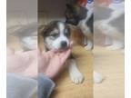 Akita-Siberian Husky Mix PUPPY FOR SALE ADN-759357 - Beautiful puppies