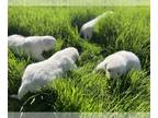 Great Pyrenees PUPPY FOR SALE ADN-760004 - Great Pyrenees Puppies