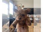Yorkshire Terrier PUPPY FOR SALE ADN-760143 - Yorkie Litter 8 weeks
