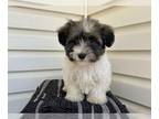 Poovanese PUPPY FOR SALE ADN-760127 - Nikkis puppies