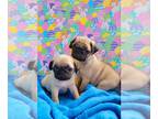 Pug PUPPY FOR SALE ADN-760030 - READY NOW