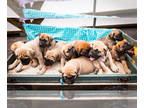 Mastiff PUPPY FOR SALE ADN-760048 - Mastiff puppies for sale Elkhart IN