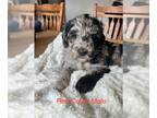 Goldendoodle PUPPY FOR SALE ADN-760086 - F1 Goldendoodles