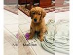 Golden Retriever PUPPY FOR SALE ADN-759996 - AKC registered Red Golden Puppies