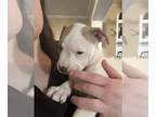 American Bully-American Pit Bull Terrier Mix PUPPY FOR SALE ADN-760168 - Puppies