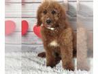 Goldendoodle PUPPY FOR SALE ADN-759966 - Medium F1b Goldendoodle puppies