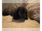 Dachshund PUPPY FOR SALE ADN-759979 - Patches