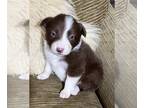 Border Collie PUPPY FOR SALE ADN-760025 - AKC Red Border Collie Pups