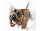 Adopt HONEYBEE a Shar-Pei, Mixed Breed