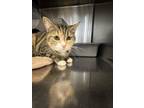 Adopt Lilly a Domestic Short Hair