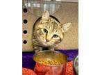 Adopt Eva a Domestic Short Hair