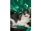 Adopt Karlach a Domestic Short Hair