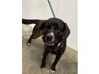 Adopt Artemis a Mixed Breed
