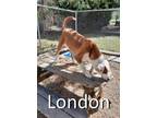 Adopt London a Labrador Retriever, Bull Terrier