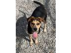 Adopt Sally a Australian Cattle Dog / Blue Heeler