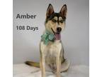 Adopt Amber a Husky, Shepherd