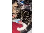 Adopt Mauv a Tabby, Domestic Short Hair