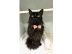 Adopt Lady Prada a Maine Coon