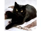 Adopt Abby a Bombay, Domestic Short Hair