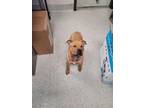 Adopt DAISY a Boxer, Mixed Breed