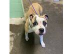 Adopt LYDIA a Pit Bull Terrier