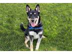 Adopt KELP a Australian Cattle Dog / Blue Heeler, German Shepherd Dog