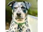 Adopt SUZY a Cattle Dog, Mixed Breed