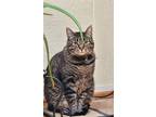 Adopt Bella a Tabby