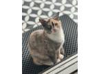 Adopt Calipso a American Shorthair, Dilute Calico