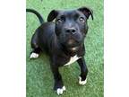 Adopt Ronda Rousey a Pit Bull Terrier, American Bully