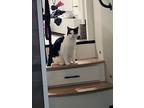 Adopt Daisy a Domestic Short Hair