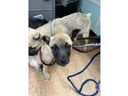 Adopt Dell a Tibetan Terrier, Mixed Breed