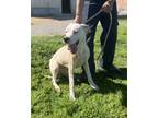 Adopt Panchy a Dogo Argentino, Mixed Breed