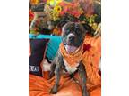 Adopt Awesome boxer mix Wilma a Boxer, American Staffordshire Terrier