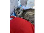 Adopt Augustina a Domestic Short Hair