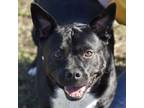 Adopt Sophie a American Staffordshire Terrier