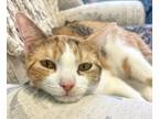 Adopt GRANOLA a Domestic Short Hair