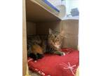 Adopt SUNDAE a Domestic Short Hair