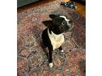 Adopt Shirley a Boston Terrier