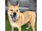 Adopt Breezy a Shepherd, Carolina Dog